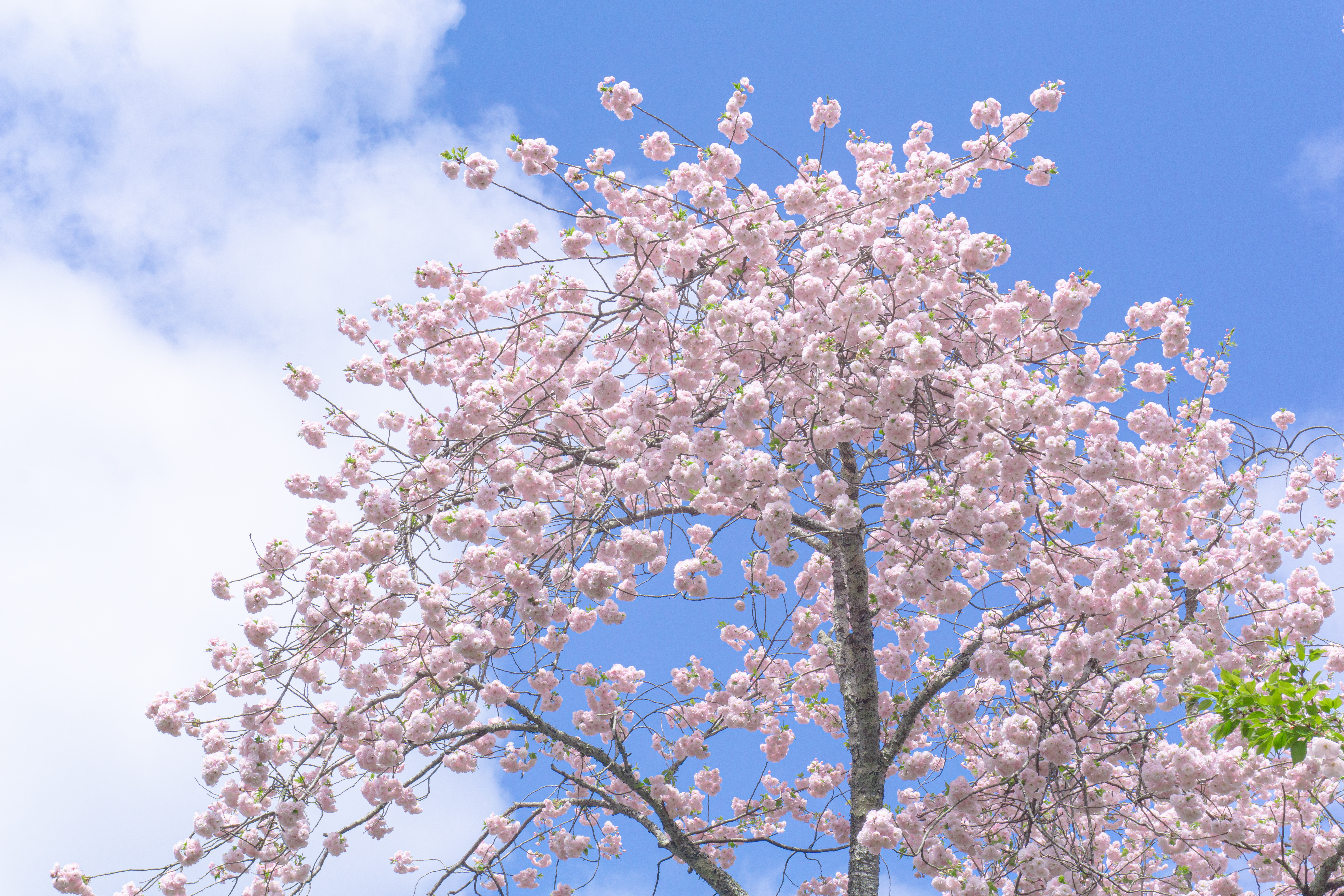 top-spring